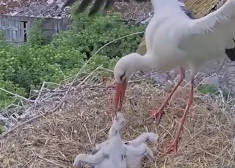 Drāma Tukuma novada stārķu ligzdā turpinās - mazuļiem uzbrūk iepriekšējā ligzdas saimniece. VIDEO