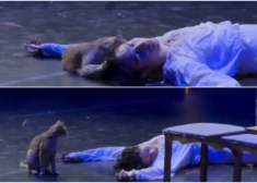 VIDEO: Turcijas teātrī pūkains iebrucējs pārraksta “Romeo un Džuljetas” finālu