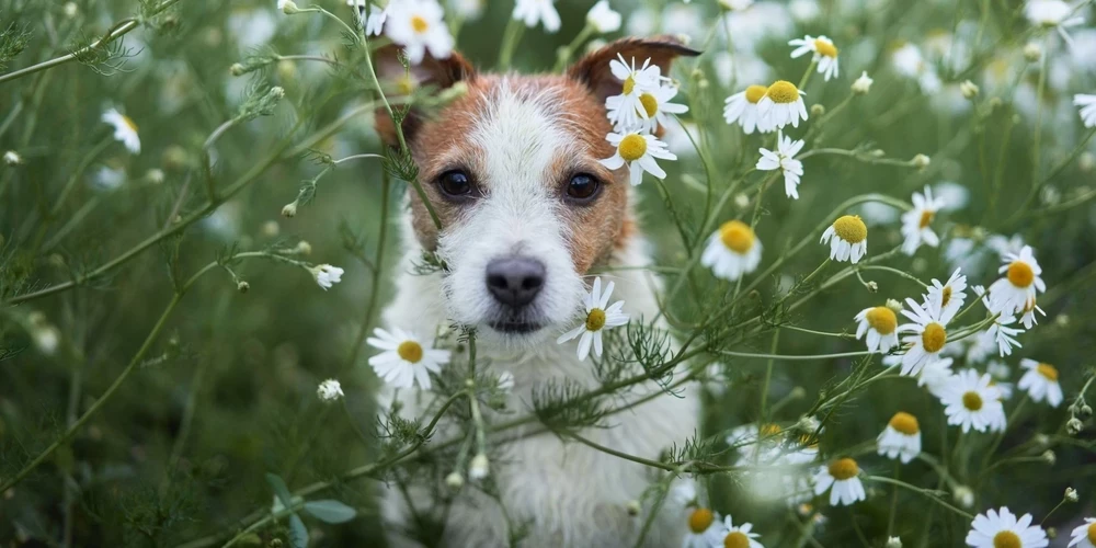 Foto: Shutterstock