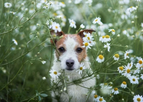 Foto: Shutterstock