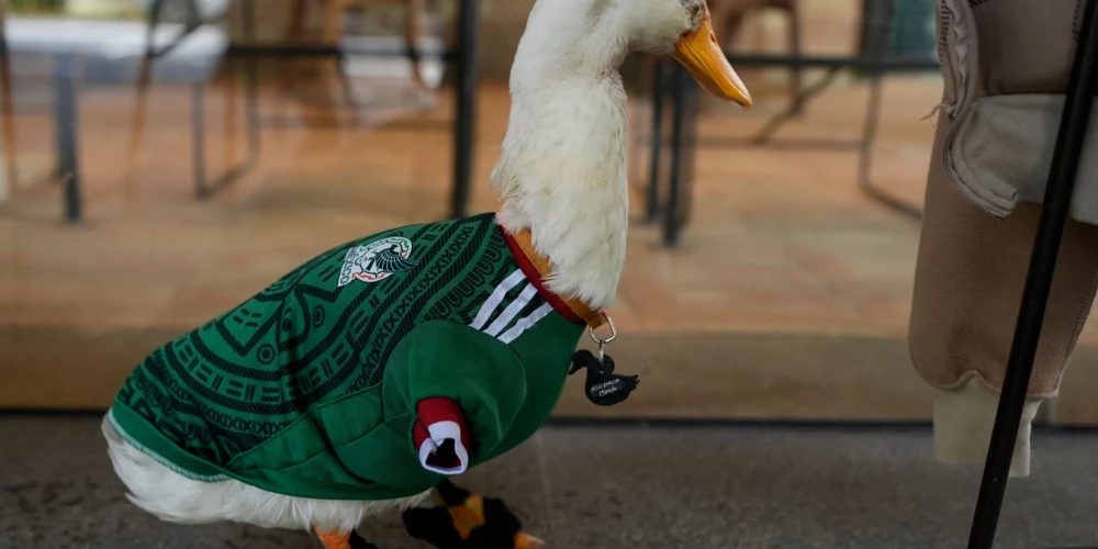 Pīle Merlins.