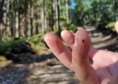 Šo vienu lietu noteikti nedari, kad piesūkušos ērci ņem nost pats