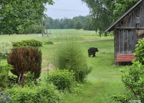 Medijs norāda, ka šodien lācis manīts gan pie kādām mājām Kārķu pagastā, gan “Mazžīguru” (attēlā) mājas pagalmā. 