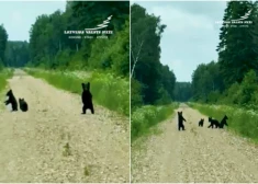 Sākumā šķita, ka tās ir mežacūkas: Limbažu novada mežos nofilmēti četri ziņkārīgi lācēni. VIDEO