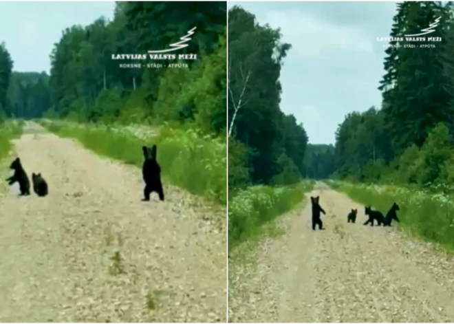Sākumā šķita, ka tās ir mežacūkas: Limbažu novada mežos nofilmēti četri ziņkārīgi lācēni. VIDEO