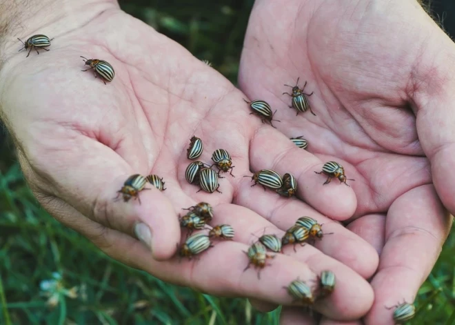 Maijvaboles siro pa dārzu! Ar tām cīnīties palīdzēs šie krāšņie augi