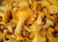 Sēņošanas sezona šogad sākusies necerēti agri -  mežos jau atrastas pirmās gailenes